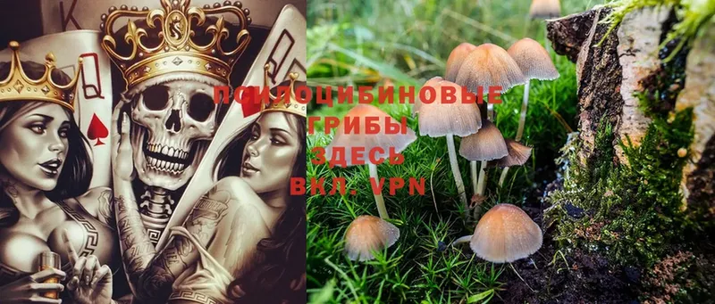 что такое   Игра  Псилоцибиновые грибы Cubensis 